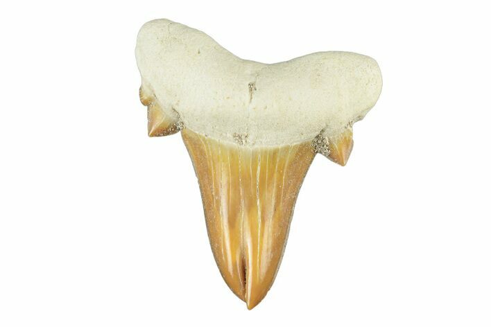 Pathological Otodus Shark Tooth - Morocco #252484